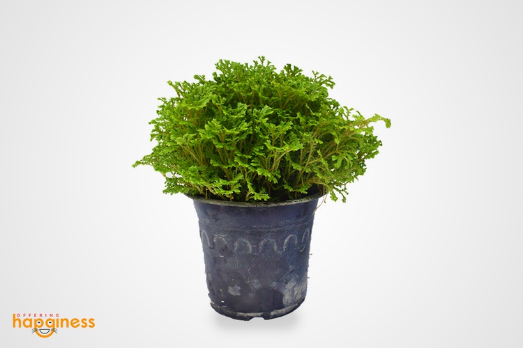 Selaginella