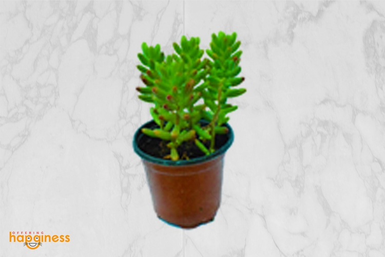 Sedum rubrotinctum (Jelly bean)