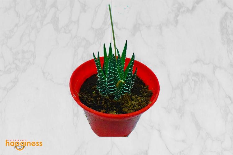 Haworthia (Zebra cactus)