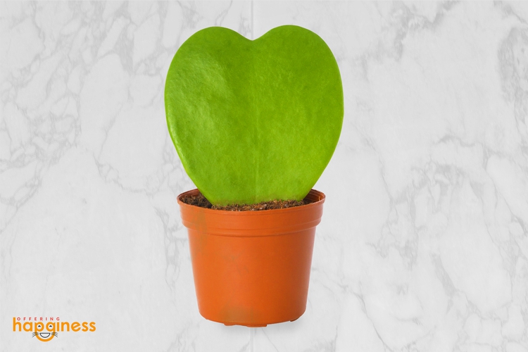Hoya kerrii “Sweetheart plant”
